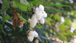 9.) Organic Cotton